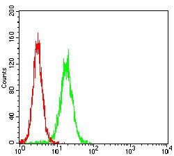 WT1 Antibody