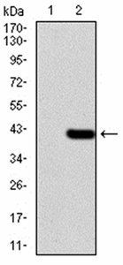 WTAP Antibody