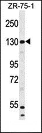 WWC1 antibody