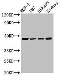 WWOX Antibody