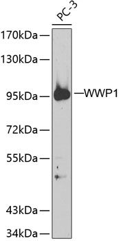 WWP1 antibody