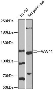 WWP2 antibody