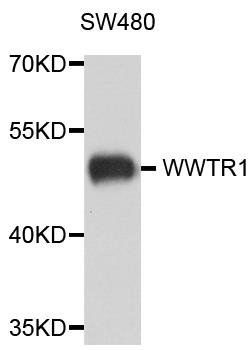 WWTR1 antibody