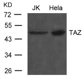 WWTR1 antibody