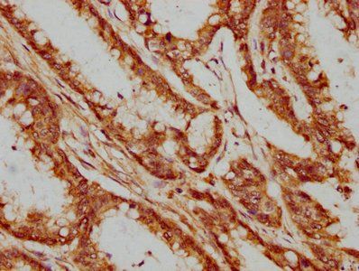 XAB2 Antibody