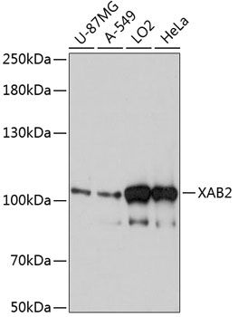 XAB2 antibody