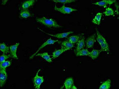 XAF1 Antibody