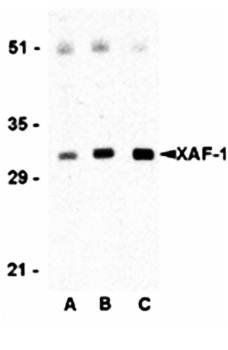 XAF Antibody
