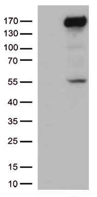 Xanthine Oxidase (XDH) antibody