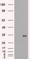 Xanthine Oxidase (XDH) antibody
