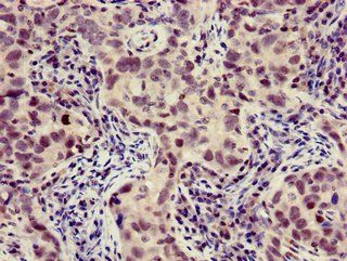 XBP1 Antibody