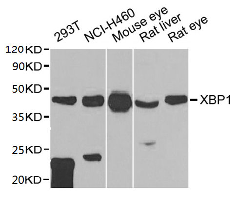 XBP1 Antibody