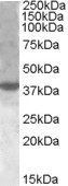 Goat anti-XBP1 / TREB5 Antibody