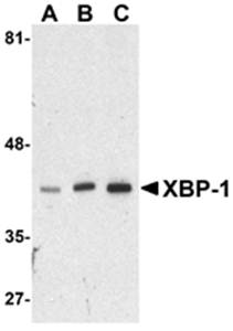 XBP Antibody