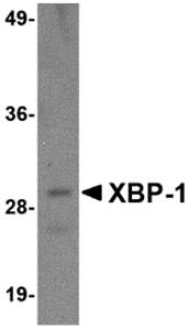 XBP Monoclonal Antibody