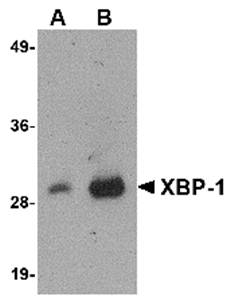 XBP Monoclonal Antibody