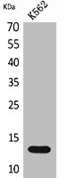 XCL1 antibody