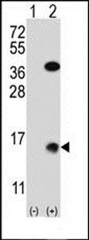 Xenopus SUMO2 antibody
