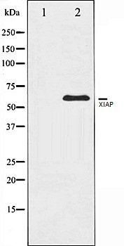 XIAP antibody