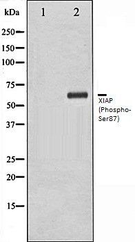 XIAP (Phospho-Ser87) antibody