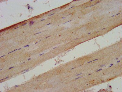 XIRP2 Antibody