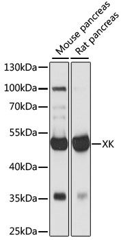 XK antibody