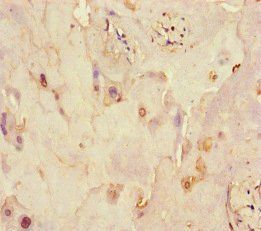 XKR8 Antibody