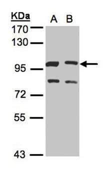 XLalphas antibody