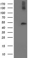 XLF (NHEJ1) antibody