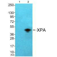 XPA antibody