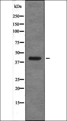 XPA (Phospho-Ser196) antibody