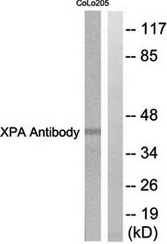 XPA Antibody