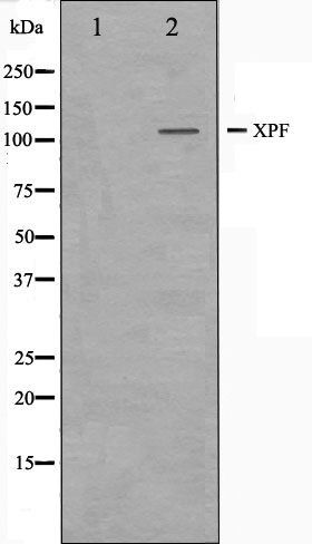 XPF antibody