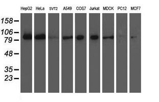 XPF (ERCC4) antibody