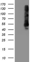 XPF (ERCC4) antibody