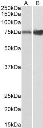 Goat anti-XPNPEP1 Antibody