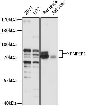 XPNPEP1 antibody
