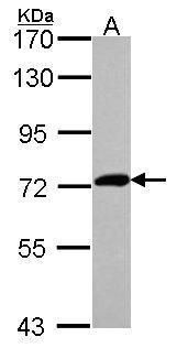 XPNPEP2 antibody