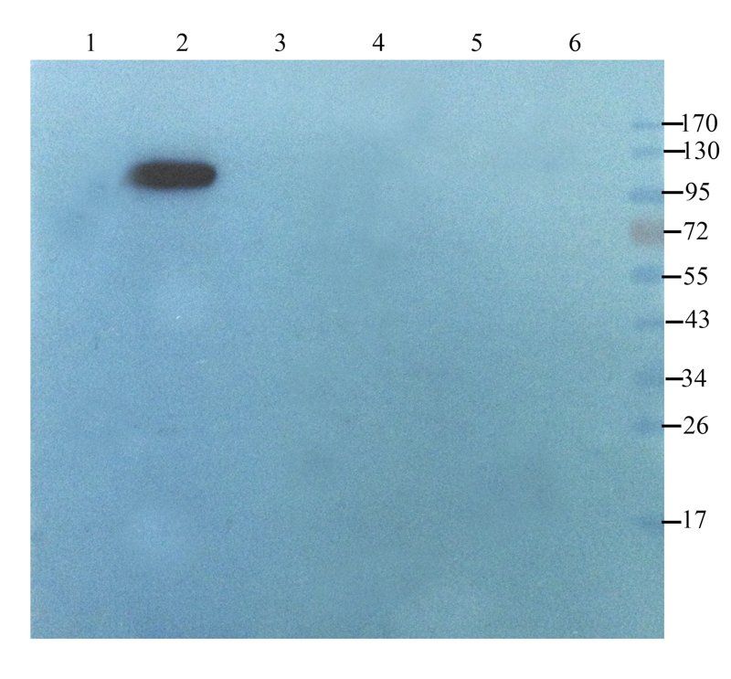 XPNPEP2 antibody