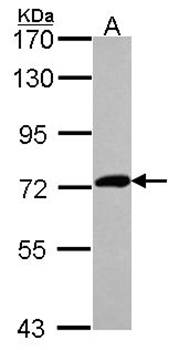 XPNPEP2 antibody