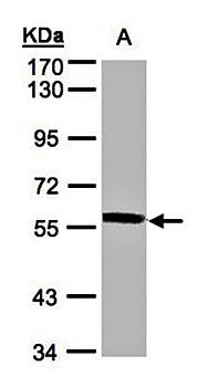 XPNPEP3 antibody