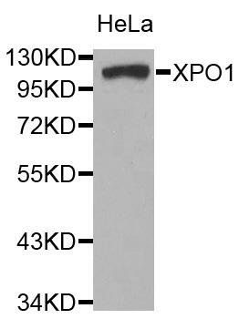 XPO1 antibody