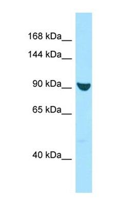 XPO7 antibody