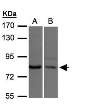 XPR1 antibody