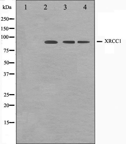 XRCC1 antibody