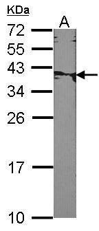 XRCC2 antibody