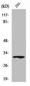 XRCC2 Antibody