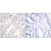 XRCC2 antibody