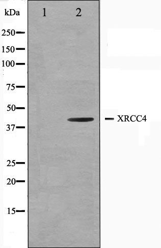 XRCC4 antibody