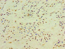 XRCC4 Antibody